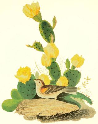 John James Audubon - Grass Finch Or Bay-Winged Bunting