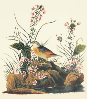 John James Audubon - Yellow-Winged Sparrow