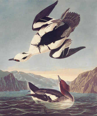 John James Audubon - Smew Or White Nun