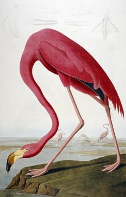 John James Audubon - American Flamingo