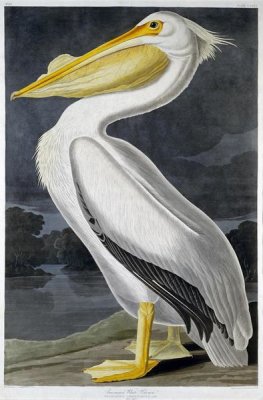 American White Pelican