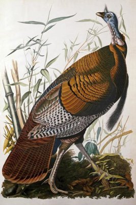 John James Audubon - Wild Turkey, Male