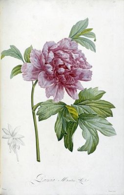 Pierre Joseph Redoute - Engraving of a Peony