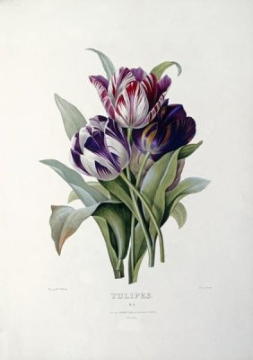 Pierre Joseph Redoute - Tulips
