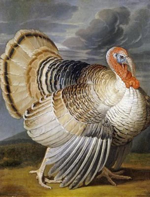 Peter Wenceslaus - A Turkey In a Landscape