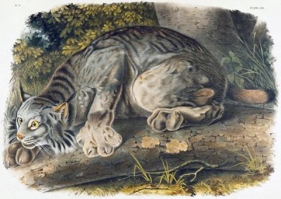 John James Audubon - Canada Lynx