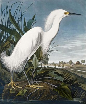 John James Audubon - Snowy Heron