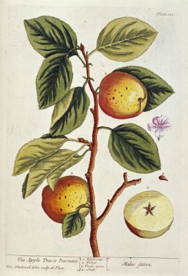 Elizabeth Blackwell - Apple Tree