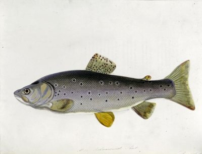 Sarah Bowdich - Watercolour of a Trout. From 'The Fresh-Water Fishes of Great Britain', First Edition