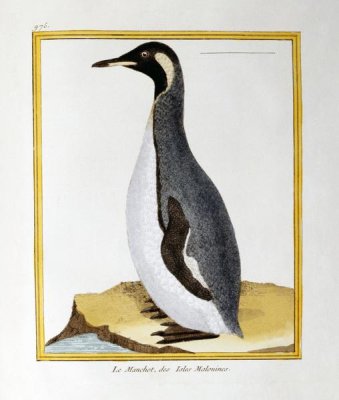 Georges-Louis Leclerc Buffon - A Penguin, Falkland Islands