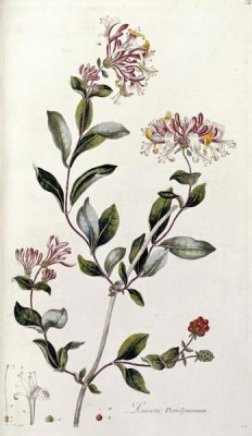 William Curtis - A Colour Plate From Curtis' Flora Londinesis