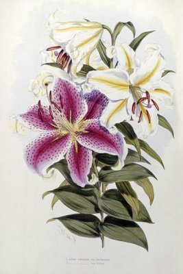 Henry John Elwes - A Monograph of The Genus Lilium