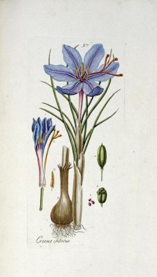 Andreas Friedrich Happe - Crocus Sativus