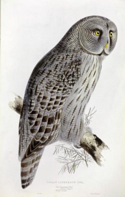 John Gould - Great Cinereous Owl