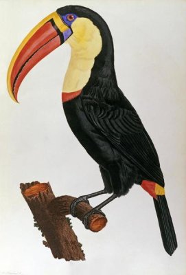 Francois Le Vaillant - Le Toucan