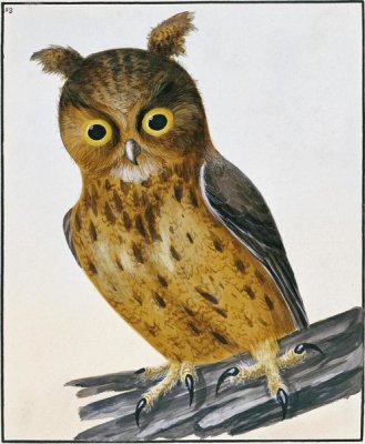 William Lewin - Owl