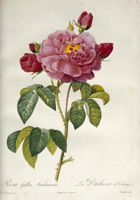 Pierre Joseph Redoute - Les Duchess D'Orleans Rose