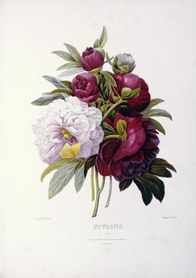 Pierre Joseph Redoute - Peonies