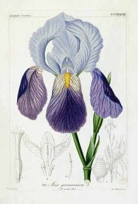 H.G.L. Reichenbach - Bearded Iris