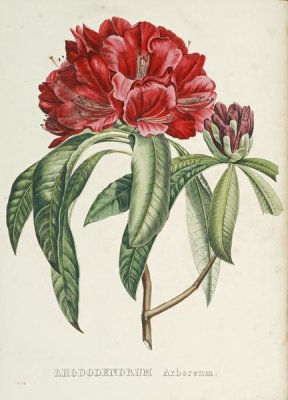 H.G.L. Reichenbach - Rhododendrum Arboreum