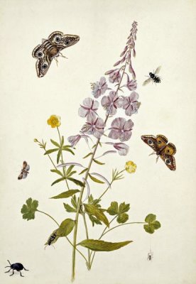 Thomas Robins Jr. - Rosebay Willowherb and Buttercups