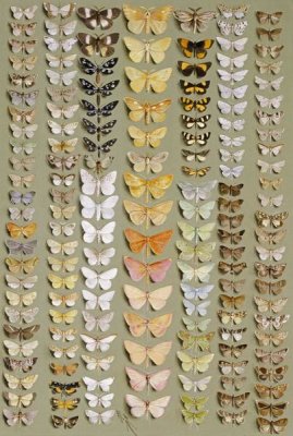 Marian Ellis Rowan - One Hundred and Fifty-Eight Moths