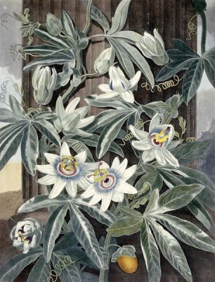 Robert John Thornton - Passion Flowers