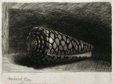 Rembrandt Van Rijn - The Shell (Conus Marmoreus)