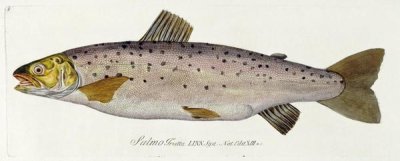 Baron Carl Von Meidinger - Salmon Engraving