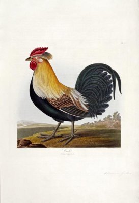 Robert Havell - Cock