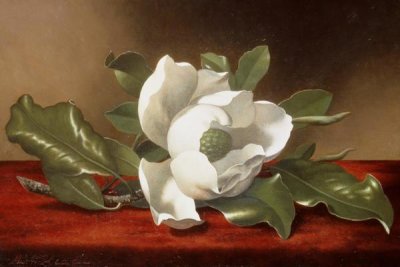 Martin Johnson Heade - Magnolia