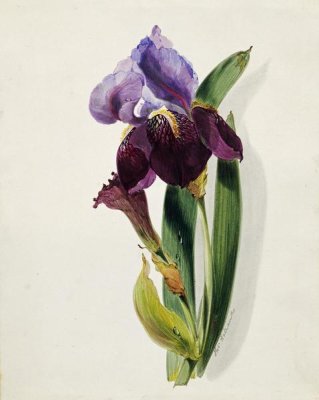 Thomas Holland - A Flag Iris