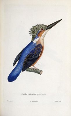 Cyrille Pierre Theodore Laplace - Malagasy Kingfisher