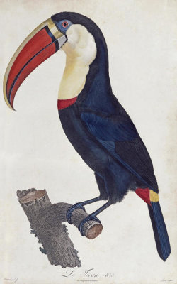 Francois Levaillant - Toucan