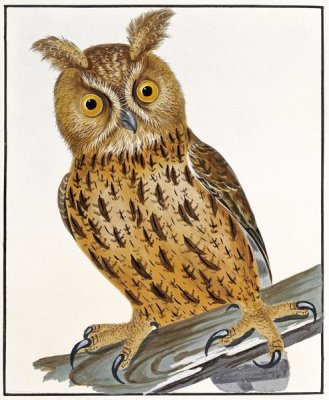 William Lewin - Owl