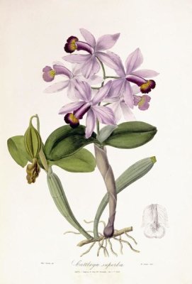 John Lindley - Cattleya Superba Orchid