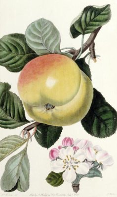 John Lindley - Apple