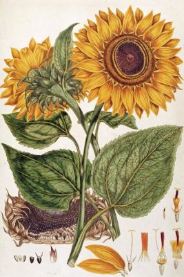 John Miller - Sunflower