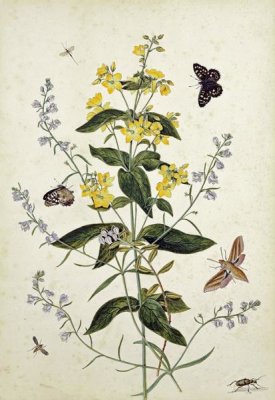 Thomas Robins Jr. - Yellow Loosestrife and Other Wild Flowers