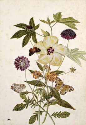 Thomas Robins Jr. - Milkweed, Poppy and Hibiscus