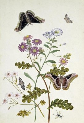 Thomas Robins Jr. - Convolvulus and Chrysanthemum