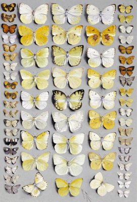 Marian Ellis Rowan - Sixty-Seven Lepidoptera