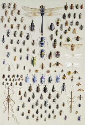 Nmarian Ellis Rowan - One Hundred and Fifty Insects