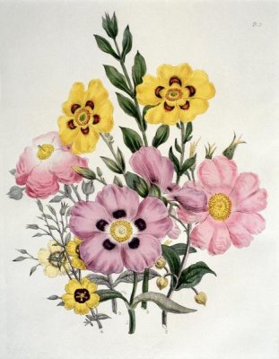 Yellow and Pink Mixed Flowers. Cistus
