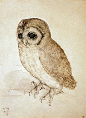 Albrecht Durer - Screech Owl