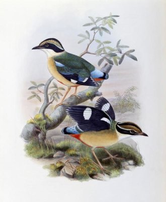 John Gould - Bengal Pitta