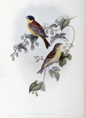 John Gould - Black Headed Bunting