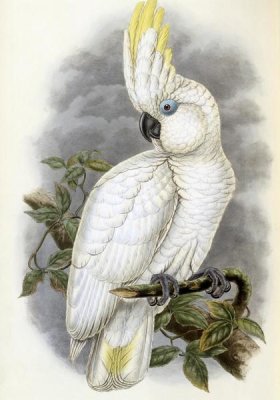 John Gould - Blue-Eyed Cockatoo