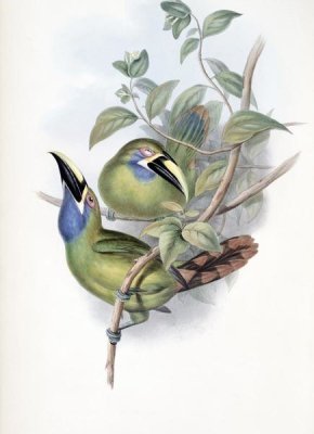 John Gould - Blue-Throated Groove-Bill (Toucan)