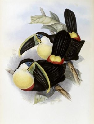 John Gould - Citron-Brested Toucan